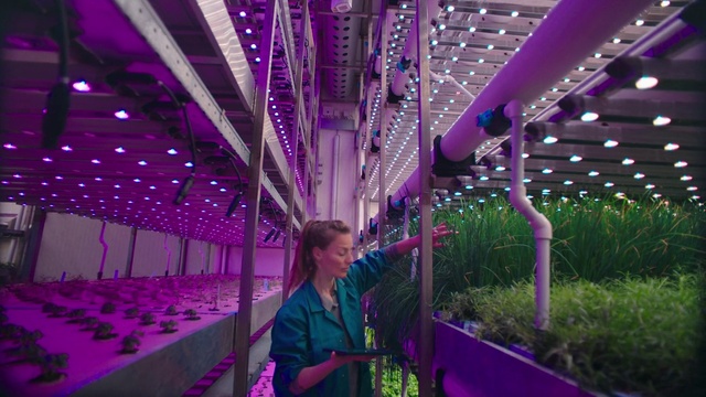 Video Reference: Plant, Purple, Decoration, Architecture, Violet, Line, Magenta, Visual effect lighting, Electric blue, Ceiling