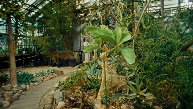 Video Reference: Plant, Leaf, Botany, Terrestrial plant, Arecales, Tree, Greenhouse, Banana family, Flowering plant, Landscape