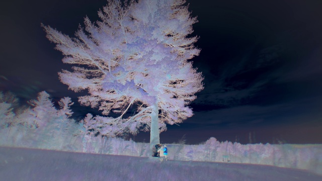 Video Reference: Plant, Snow, Sky, Twig, Tree, Natural landscape, Cloud, Winter, Water, Electric blue