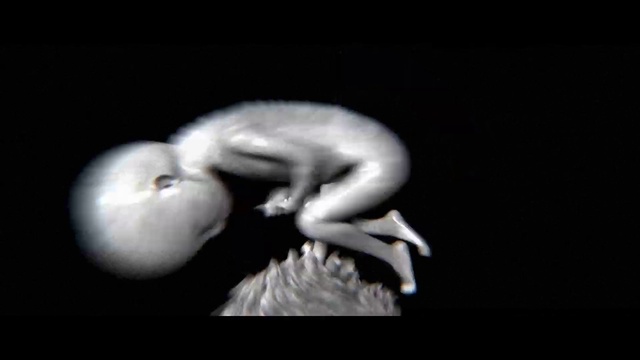 Video Reference: Head, Flash photography, Jaw, Beak, Bird, Gesture, Plant, Petal, Feather, Snout