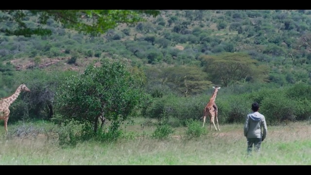 Video Reference: Plant, Giraffe, Giraffidae, Tree, Natural landscape, Grass, Fawn, Terrestrial animal, Grassland, Plain