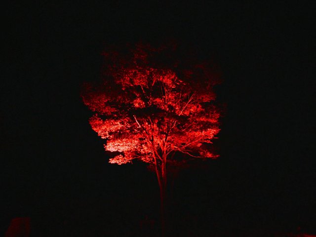 Video Reference: tree, night, red light, illumination, dark background, nature, silhouette, outdoors, forest, artistic, spotlight, minimal