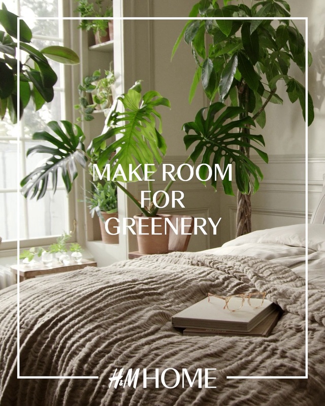 Video Reference: Plant, Property, Window, Building, Leaf, Houseplant, Branch, Wood, Botany, House