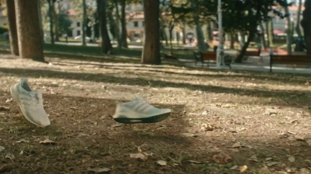 Video Reference: Wood, Shade, Sunlight, Road surface, Trunk, Grass, Tree, Plant, Morning, Deciduous