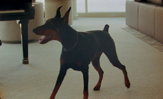 Video Reference: Dog, Dog breed, Carnivore, Working animal, Fawn, Companion dog, Snout, Tail, Sporting Group, Pet supply