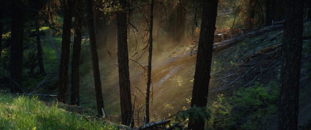 Video Reference: Plant, Atmosphere, Plant community, Twig, Tree, Wood, Natural landscape, Trunk, Terrestrial plant, Deciduous