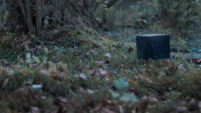 Video Reference: Plant, Branch, Wood, Grass, Natural landscape, Terrestrial plant, Groundcover, Forest, Shrub, Tree