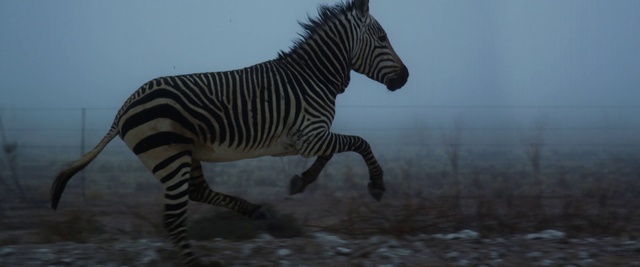 Video Reference: Zebra, Hair, Vertebrate, Mammal, Sky, Grey, Fawn, Mane, Terrestrial animal, Water