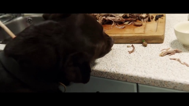 Video Reference: Dog, Liver, Carnivore, Wood, Cloud, Companion dog, Felidae, Whiskers, Hardwood, Tail