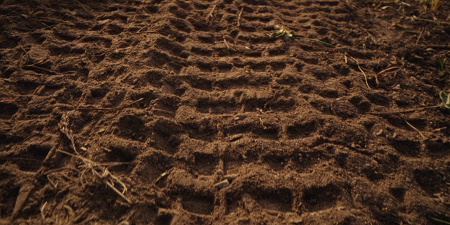 Video Reference: Ecoregion, Plant, Organism, Wood, Landscape, Pattern, Sand, Geology, Soil, Rock
