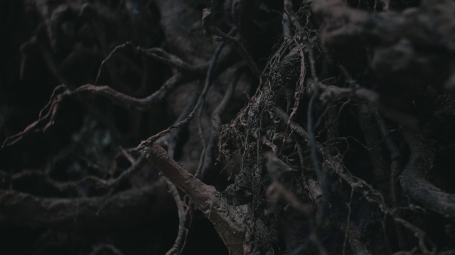 Video Reference: Twig, Wood, Trunk, Terrestrial plant, Forest, Water, Grass, Plant, Monochrome photography, Winter