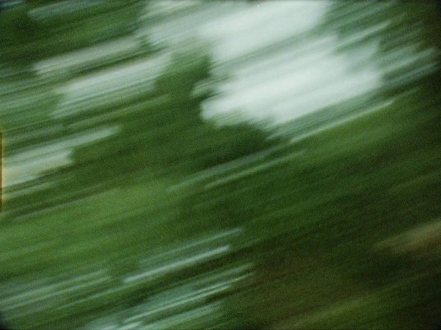 Video Reference: Water, Plant, Terrestrial plant, Tints and shades, Grass, Wood, Pattern, Landscape, Forest, Tree