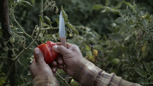 Video Reference: Hand, Plant, Fruit, Flower, Gesture, Finger, Terrestrial plant, Thumb, Nail, Grass
