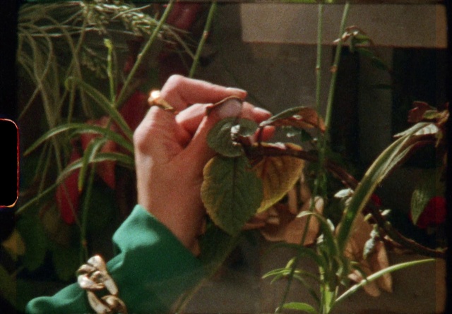 Video Reference: Plant, Organism, Terrestrial plant, Grass, Houseplant, Flower Arranging, Thumb, Floristry, Floral design, Local food