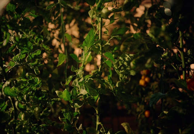 Video Reference: Plant, Twig, Grass, Terrestrial plant, Flowering plant, Tints and shades, Shrub, Annual plant, Wood, Citrus