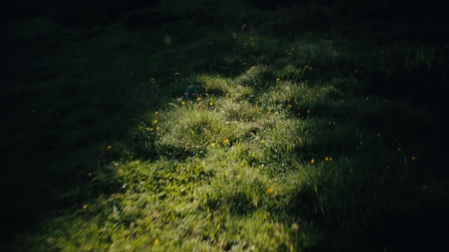 Video Reference: Plant, Terrestrial plant, Natural landscape, Groundcover, Grass, Grassland, Grass family, Meadow, Landscape, People in nature