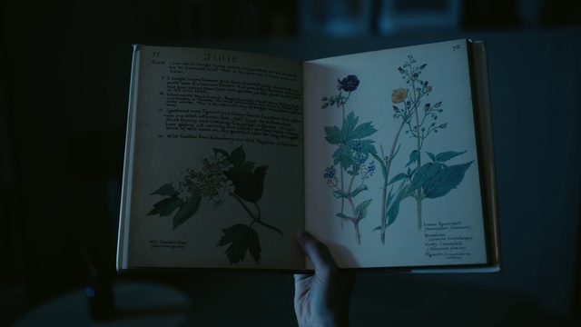 Video Reference: Flower, Plant, Organism, Font, Adaptation, Art, Book, Publication, Petal, Terrestrial plant