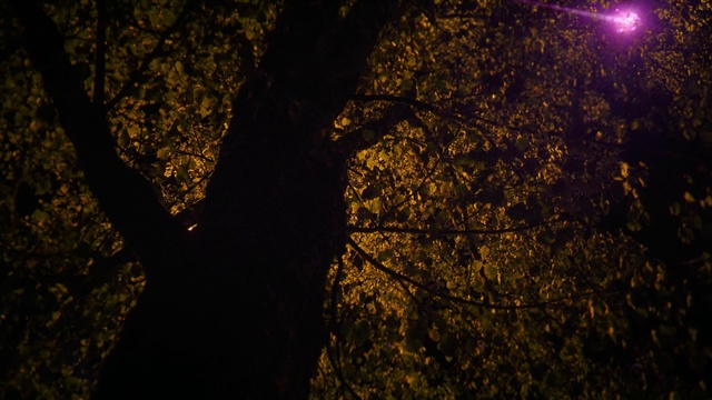 Video Reference: Atmosphere, Twig, Natural landscape, Wood, Plant, Trunk, People in nature, Atmospheric phenomenon, Deciduous, Landscape