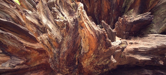 Video Reference: Brown, Wood, Bedrock, Trunk, Natural landscape, Driftwood, Outcrop, Landscape, Soil, Erosion