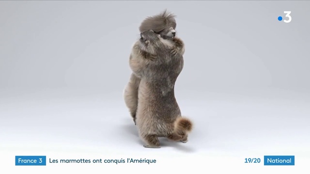 Video Reference: Organism, Gesture, Fawn, Terrestrial animal, Companion dog, Tail, Whiskers, Small to medium-sized cats, Toy, Rhesus macaque