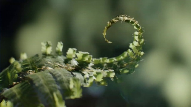 Video Reference: Plant, Fiddlehead fern, Terrestrial plant, Twig, Tree, Grass, Ostrich fern, Flowering plant, Macro photography, Wildlife
