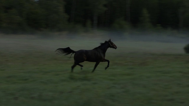Video Reference: Horse, Atmospheric phenomenon, Fog, Terrestrial animal, Grassland, Landscape, Mist, Haze, Mane, Pack animal