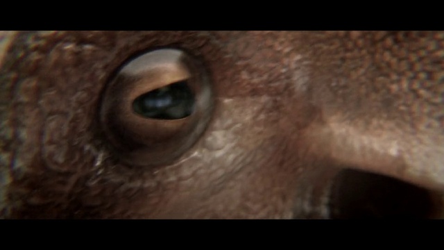 Video Reference: Eyelash, Ear, Whiskers, Fawn, Wood, Terrestrial animal, Insect, Musical instrument, Snout, Art