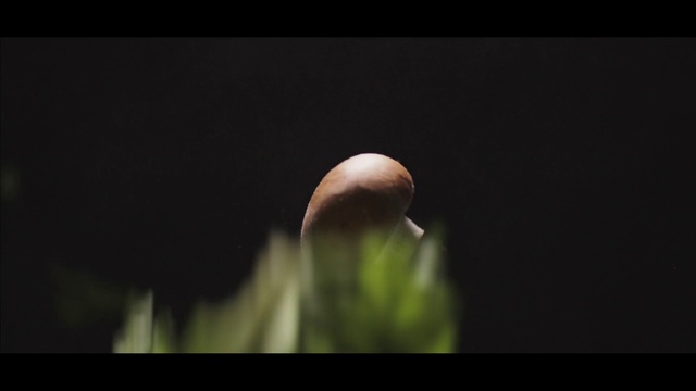 Video Reference: Moon, Flash photography, Astronomical object, Moonlight, Terrestrial plant, Full moon, Astronomy, Outer space, Science, Universe