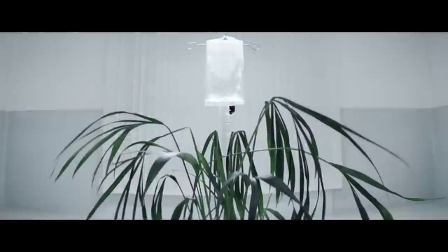 Video Reference: Plant, Rectangle, Grass, Terrestrial plant, Tree, Monochrome photography, Monochrome, Houseplant, Event, Light fixture