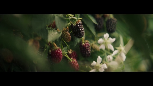 Video Reference: Flower, Plant, Fruit, Boysenberry, Organism, Terrestrial plant, Salmonberry, Food, Flowering plant, Grass