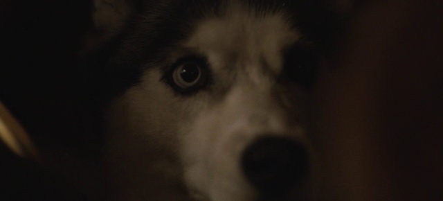 Video Reference: Dog, Carnivore, Dog breed, Ear, Whiskers, Companion dog, Snout, Eyelash, Bored, Darkness