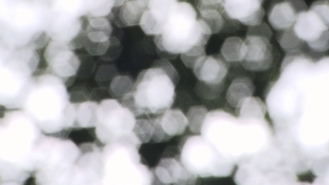 Video Reference: Plant, Branch, Twig, Water, Grass, Sky, Tints and shades, Pattern, Monochrome photography, Monochrome