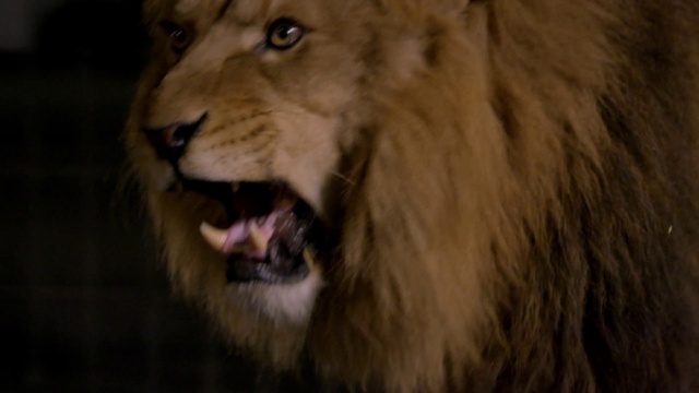 Video Reference: Roar, Lion, Carnivore, Masai lion, Felidae, Big cats, Fawn, Whiskers, Terrestrial animal, Fang