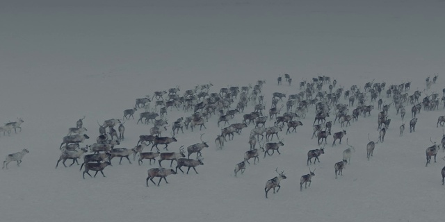 Video Reference: Art, Painting, Animal migration, Font, Flock, Illustration, Drawing, Bird migration, Sky, Pattern