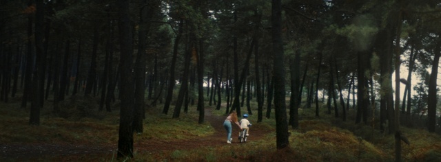 Video Reference: Plant, Tree, Natural landscape, Wood, People in nature, Terrestrial plant, Trunk, Grass, Landscape, Grassland