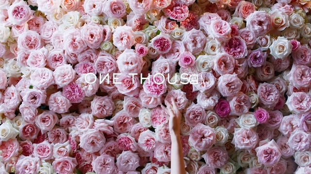 Video Reference: Flower, Plant, Petal, Pink, Garden roses, Groundcover, Flowering plant, Rose, Rose family, Magenta