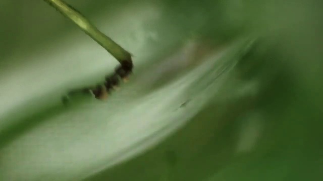 Video Reference: Plant, Terrestrial plant, Water, Moisture, Dew, Drop, Flowering plant, Liquid, Grass, Macro photography