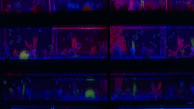 Video Reference: Purple, Blue, Violet, Font, Pink, Magenta, Technology, Electric blue, Art, Entertainment