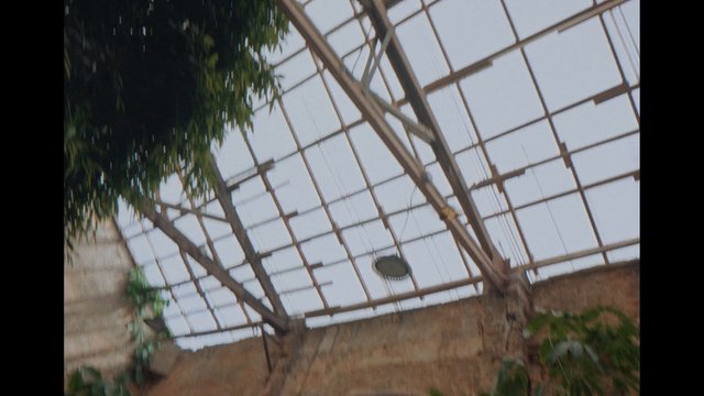 Video Reference: greenhouse, conservatory, interior, roof, metal frame, translucent panels, plants, foliage, architecture, indoor garden, ceiling, skylight, structure, perspective