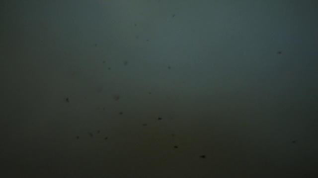 Video Reference: Cloud, Grey, Water, Tree, Drizzle, Astronomical object, Sky, Horizon, Cumulus, Event