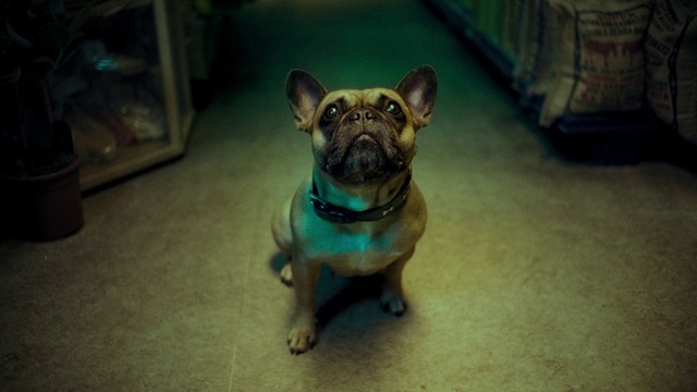 Video Reference: Dog, Dog breed, Carnivore, Companion dog, Fawn, Whiskers, Window, Toy dog, Flooring, Snout