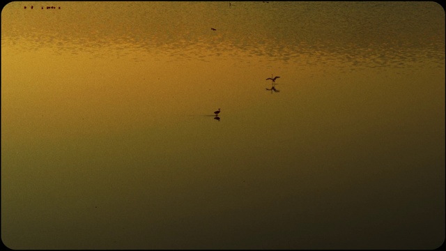 Video Reference: Bird, Water, Atmosphere, Atmospheric phenomenon, Morning, Animal migration, Dusk, Horizon, Wing, Tints and shades