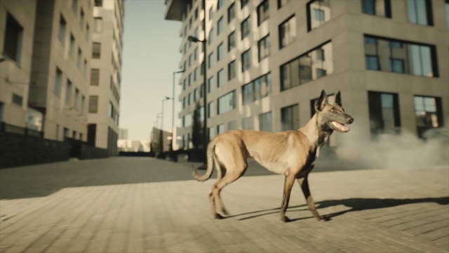 Video Reference: Dog, Dog breed, Window, Building, Carnivore, Sky, Fawn, Tail, Collar, Road
