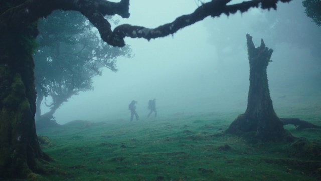 Video Reference: Plant, Atmosphere, Fog, Natural landscape, Branch, Atmospheric phenomenon, Tree, Vegetation, Biome, Grass