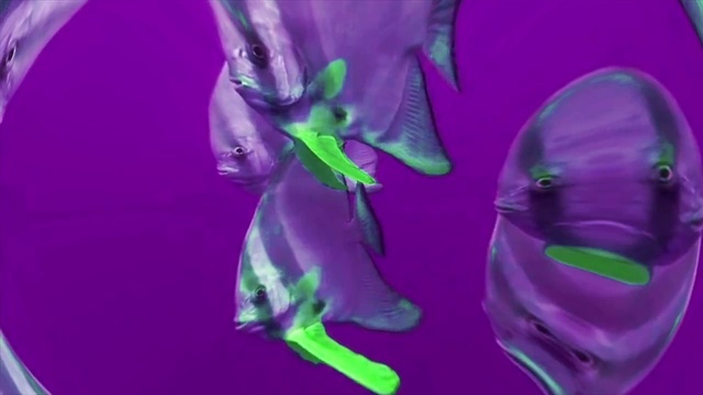 Video Reference: Shoe, Purple, Plant, Flower, Petal, Water, Fluid, Violet, Liquid, Magenta