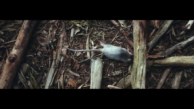 Video Reference: Beak, Twig, Organism, Wood, Plant, Trunk, Feather, Adaptation, Terrestrial plant, Terrestrial animal