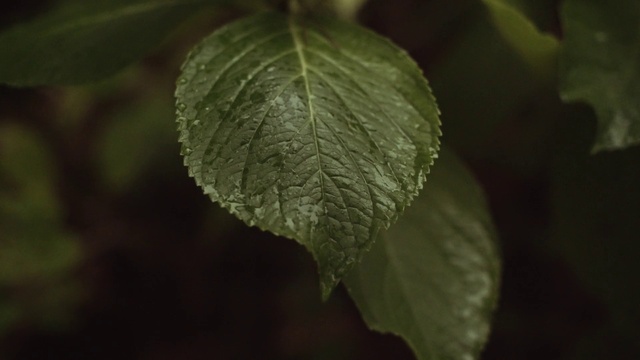 Video Reference: Liquid, Terrestrial plant, Twig, Moisture, Flowering plant, American football, Tints and shades, Annual plant, Close-up, Dew