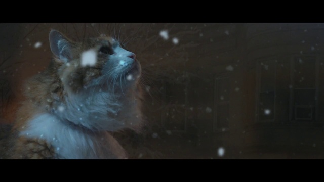 Video Reference: Felidae, Carnivore, Small to medium-sized cats, Dog breed, Whiskers, Rodent, Fawn, Snout, Cat, Terrestrial animal