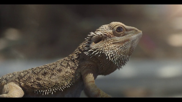 Video Reference: Iguania, Reptile, Lizard, Scaled reptile, Terrestrial animal, Tail, Iguanidae, Dragon lizard, Macro photography, Event
