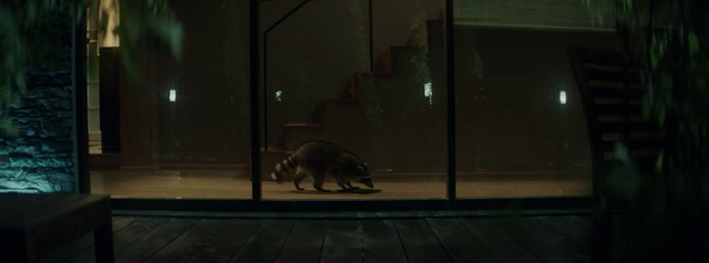 Video Reference: Automotive lighting, Felidae, Road surface, Carnivore, Flooring, Small to medium-sized cats, Floor, Cat, Street light, Tints and shades